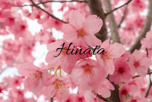Hinata prenom japonnais poetique nature 2