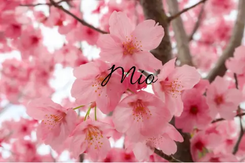 Mio-prénom-japonais-signification-fleur-mignon-court-rare