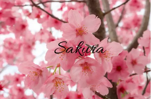Sakura prenom japonais fille manga 2